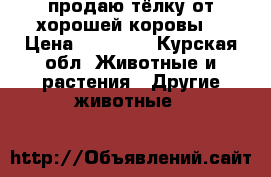 продаю тёлку от хорошей коровы  › Цена ­ 31 000 - Курская обл. Животные и растения » Другие животные   